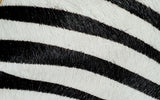 SE_Zebra